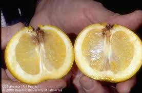 مرض تساقط الثمار فى البرتقال ابو سرة